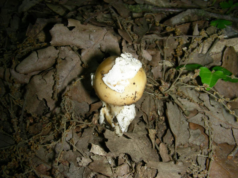 Amanita fotog.il 06.07.2010.