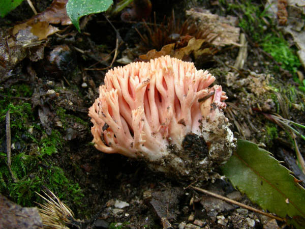 Ramaria fotog. 15.09.09.