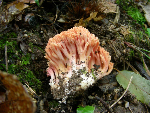 Ramaria fotog. 15.09.09.