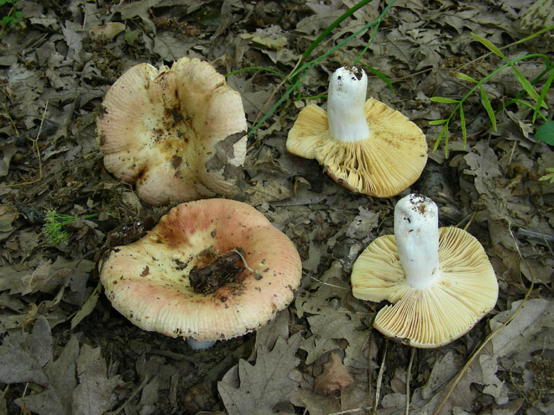 Russula fotog.il 06.07.2010.bosco di Quercia
