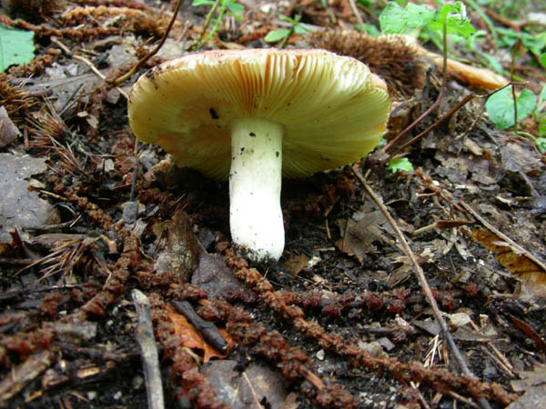 alcuni ritrovamenti del 15.09.09.