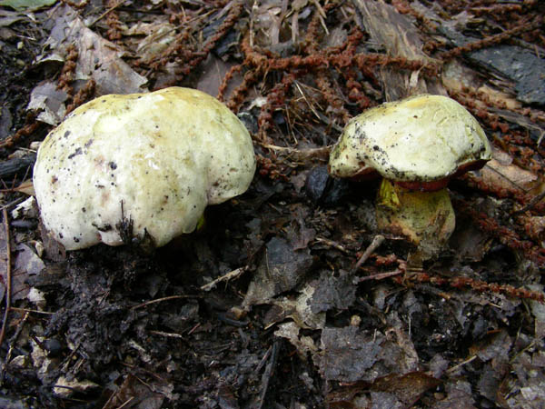 2 Boletus fotog.il 15.09.09.