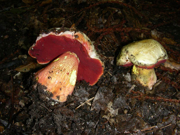 2 Boletus fotog.il 15.09.09.