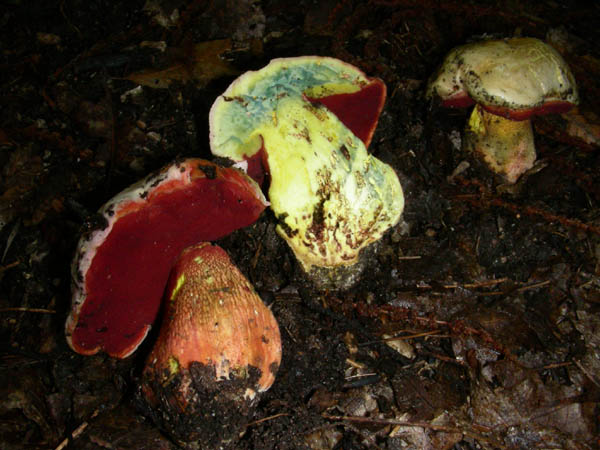 2 Boletus fotog.il 15.09.09.