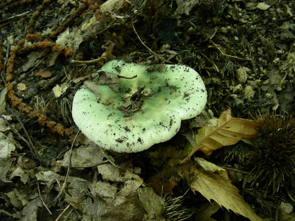 Ritrovamenti del 18.09.09.