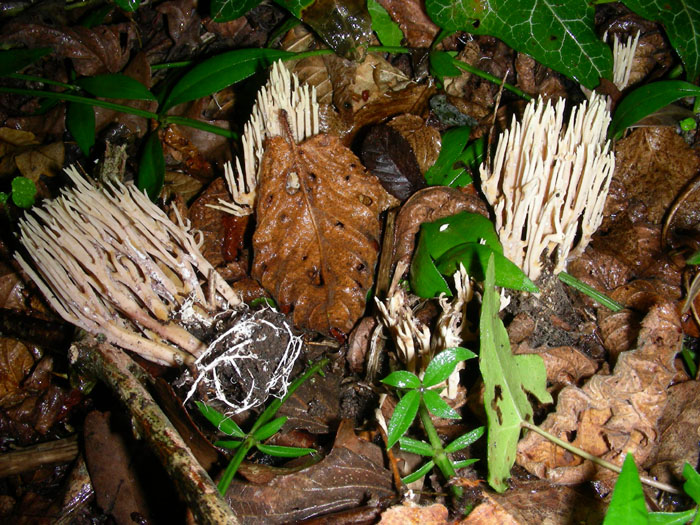 n�2funghi da determinare.