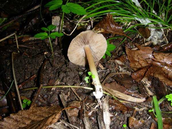 Due funghi fotog.17.10.08.