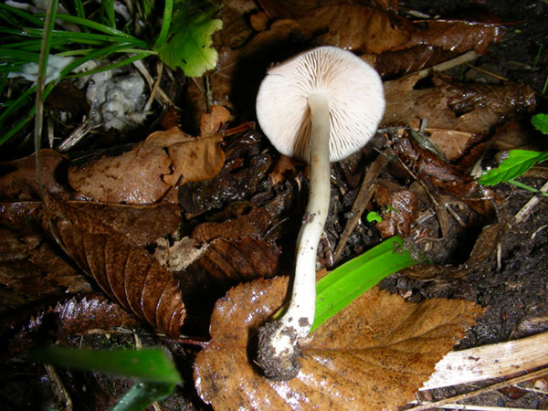 Due funghi fotog.17.10.08.