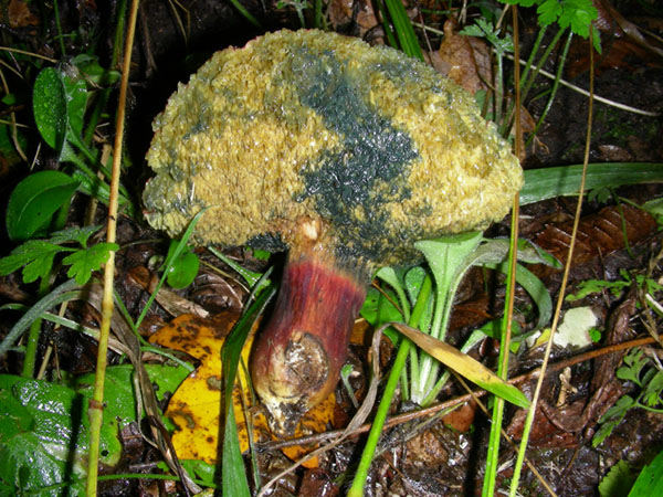 da determinare fotog.17.10.08.