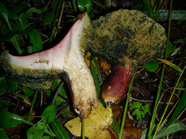 da determinare fotog.17.10.08.