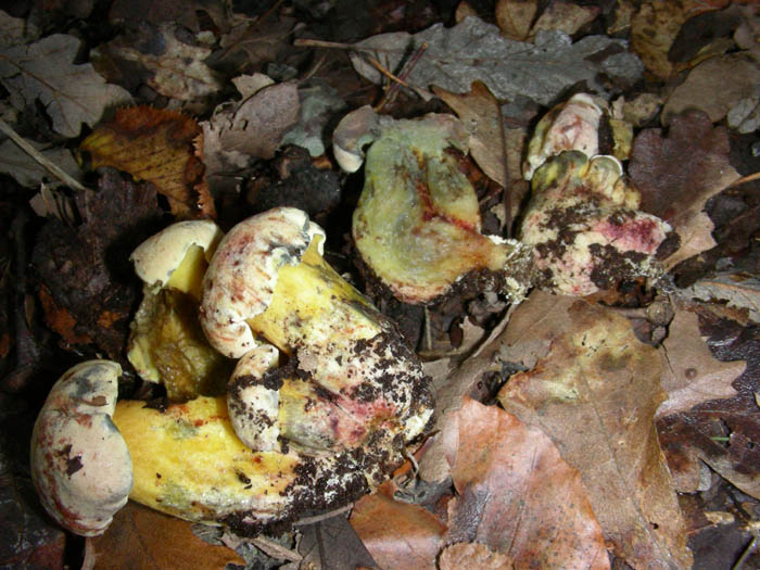 Boletus. fotog.il 22.09.09