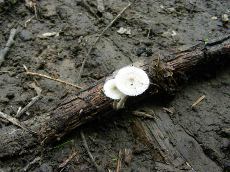 Polyporus arcularius? fotog.22.09.09