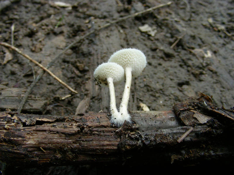 Polyporus arcularius? fotog.22.09.09