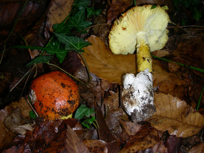 Amanita caesarea.