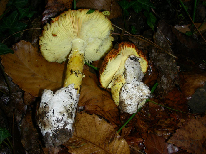 Amanita caesarea.