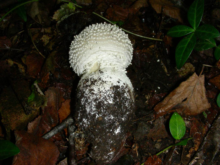 Amanita solitaria? fotog.22-09-09