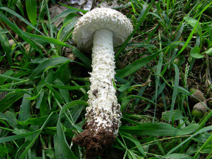 Amanita vittadini