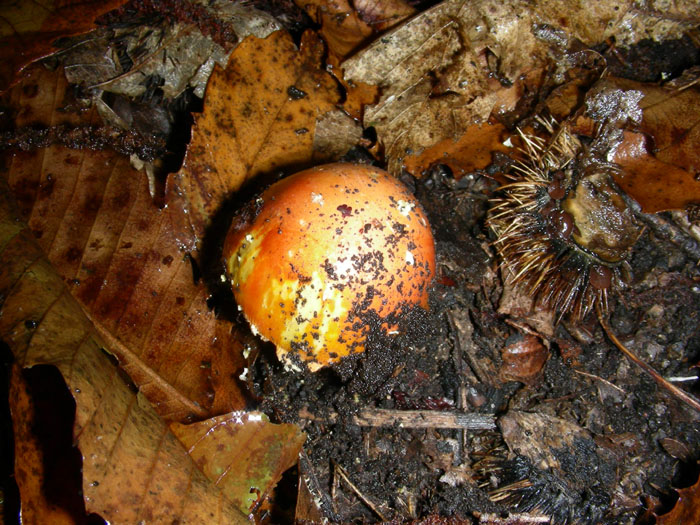 Amanita caesarea.
