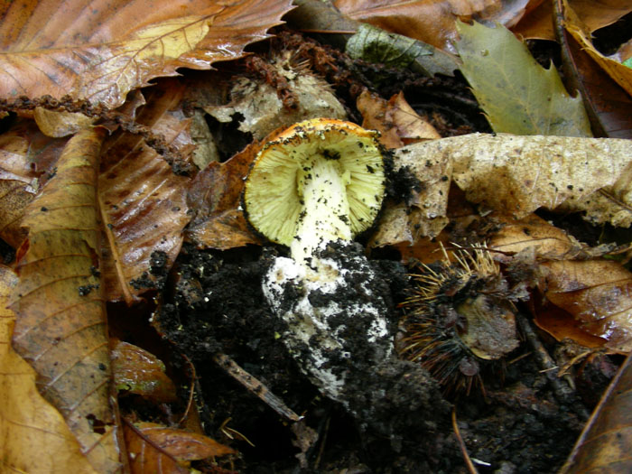 Amanita caesarea.