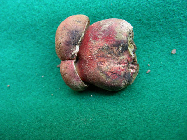 Inserisci titolo..� un xerocomus?