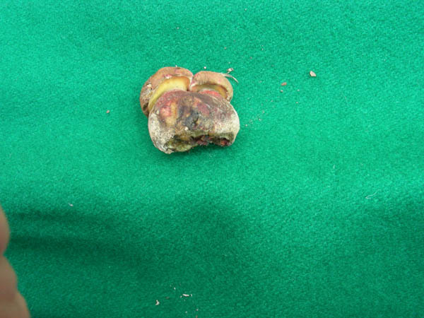 Inserisci titolo..� un xerocomus?