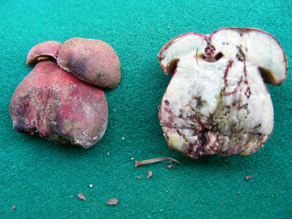 Inserisci titolo..� un xerocomus?