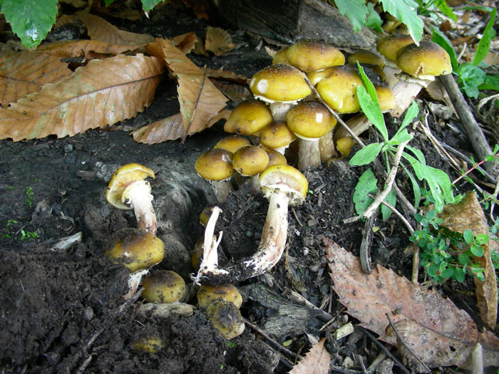 Armillaria mellea.
