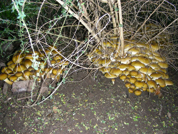 Armillaria mellea.
