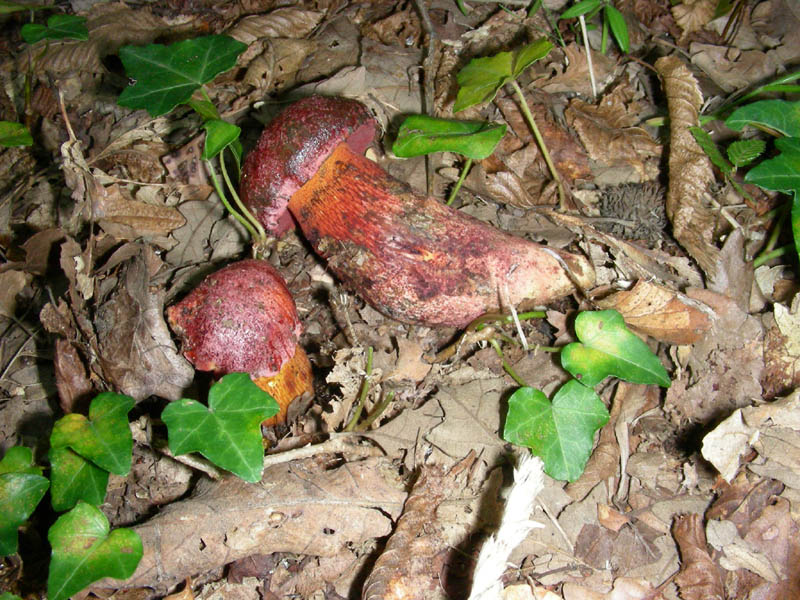 Boletus da determinare fotog.il 29.09.09.
