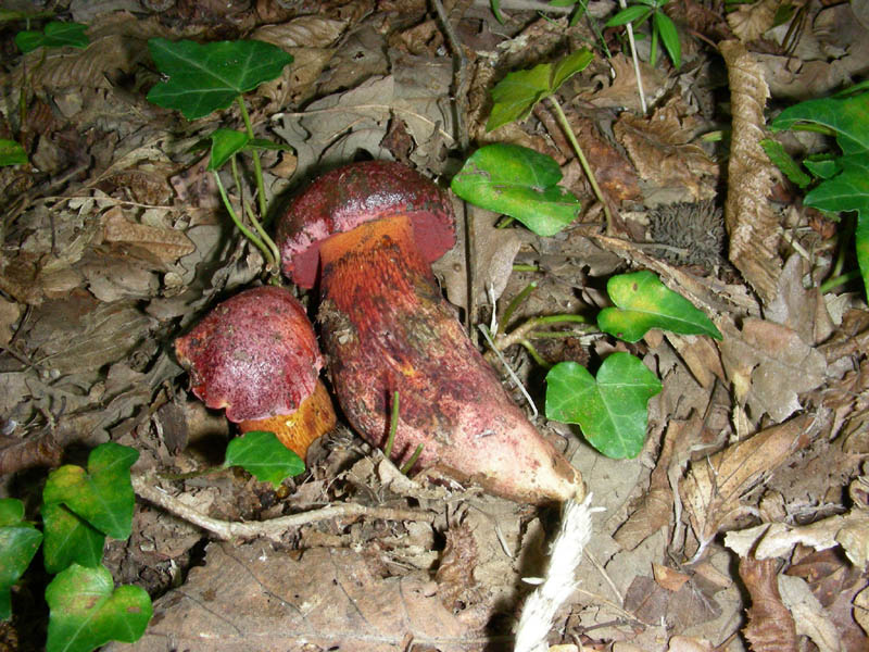 Boletus da determinare fotog.il 29.09.09.