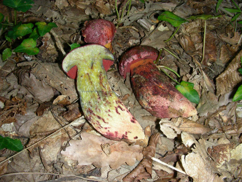 Boletus da determinare fotog.il 29.09.09.