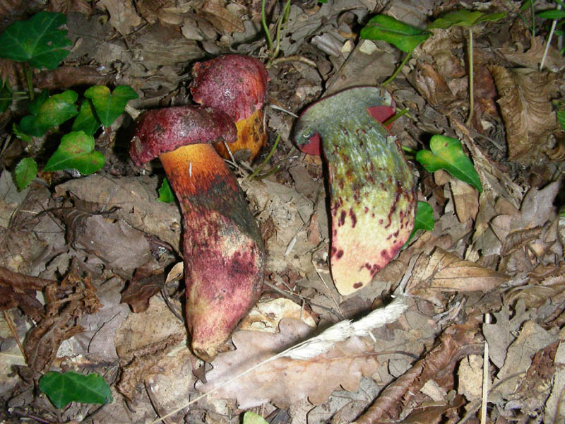 Boletus da determinare fotog.il 29.09.09.