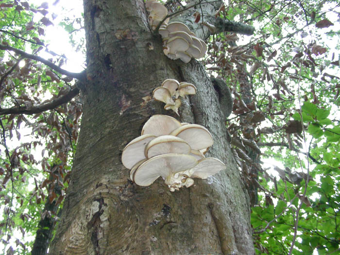 Pleurotus dryinus? fotog.29.09.09