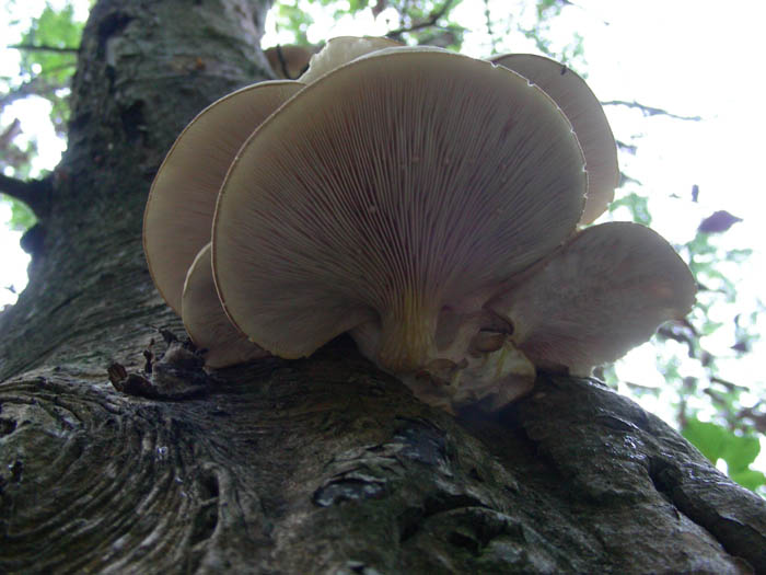 Pleurotus dryinus? fotog.29.09.09