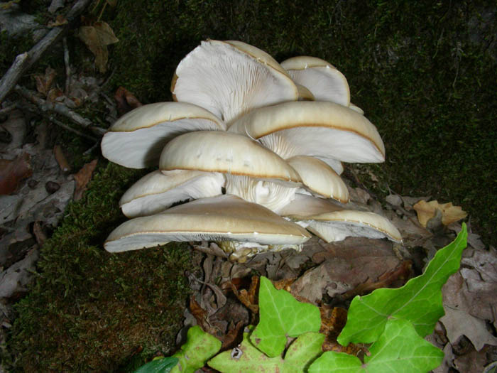 Pleurotus dryinus? fotog.29.09.09