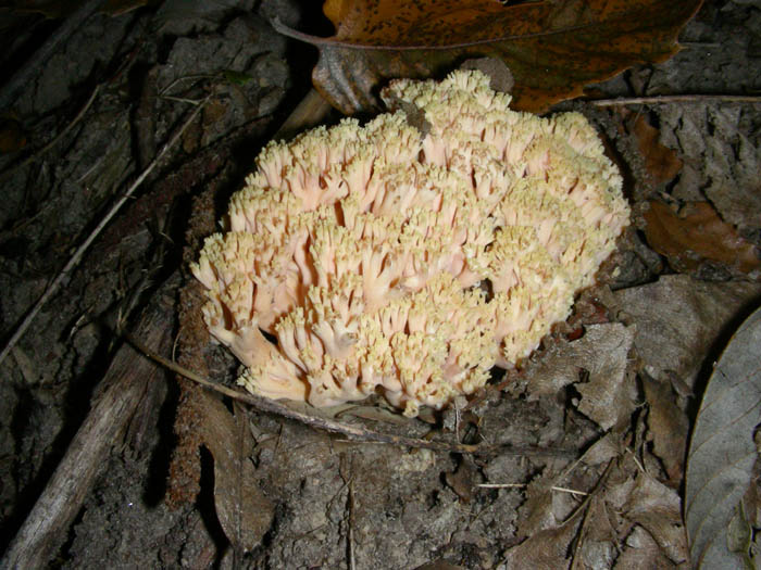 Ramaria fotogr.1.10.09.