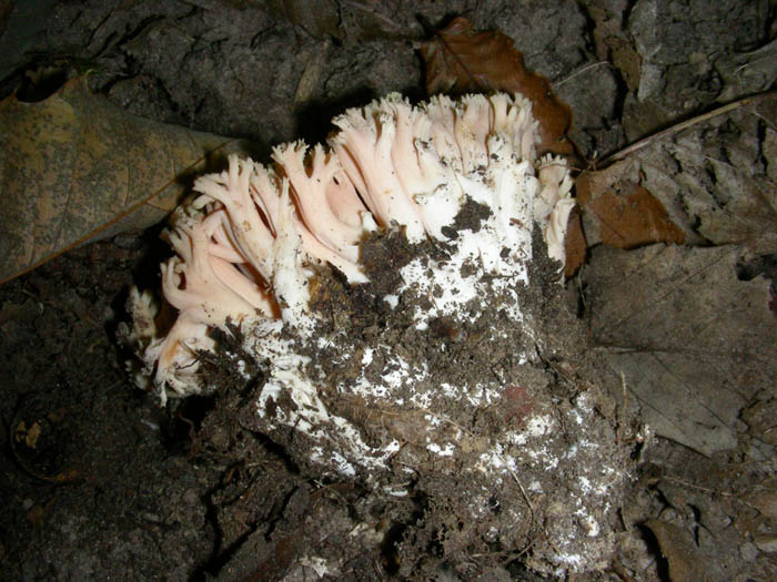 Ramaria fotogr.1.10.09.