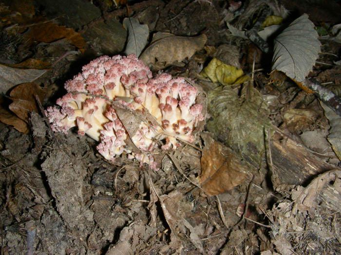 Ramaria botrytis?fotog.01.10.09