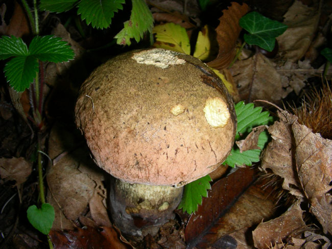 Due Boletus.