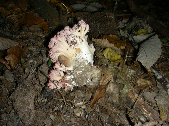 Ramaria botrytis?fotog.01.10.09