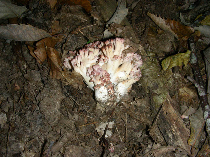 Ramaria botrytis?fotog.01.10.09