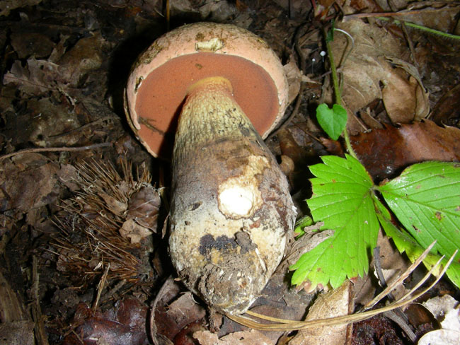 Due Boletus.