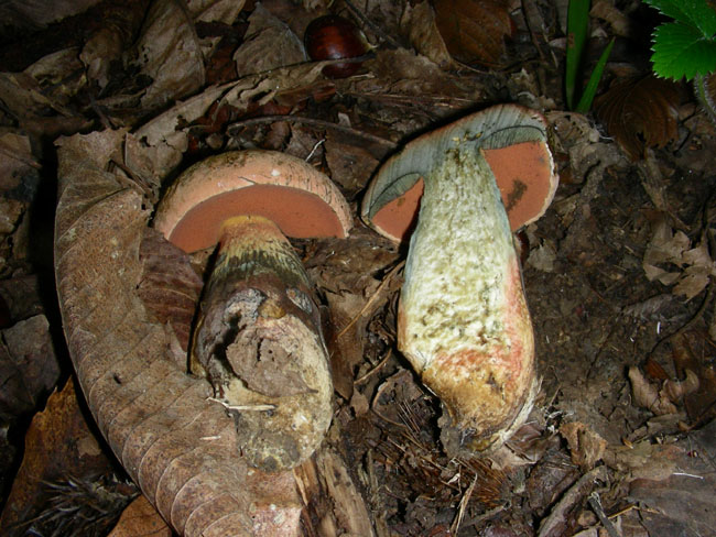 Due Boletus.
