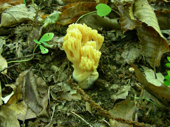 Ramaria fotog.1.10.09.
