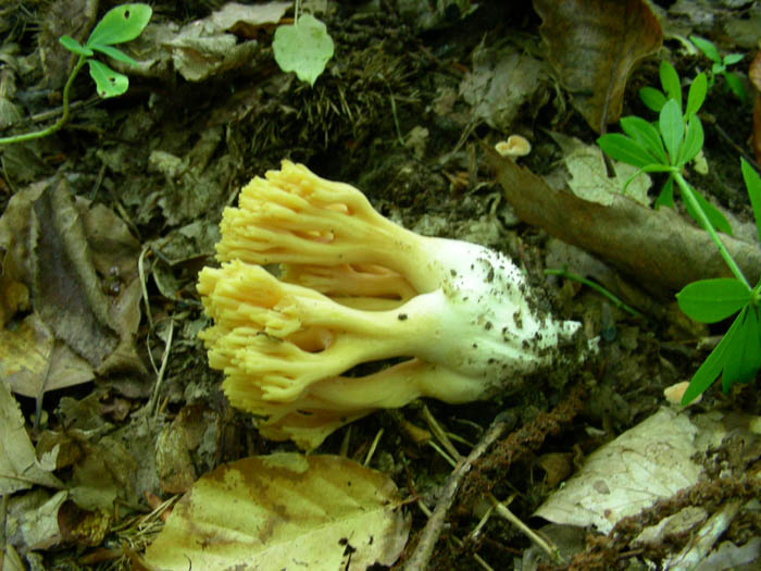 Ramaria fotog.1.10.09.