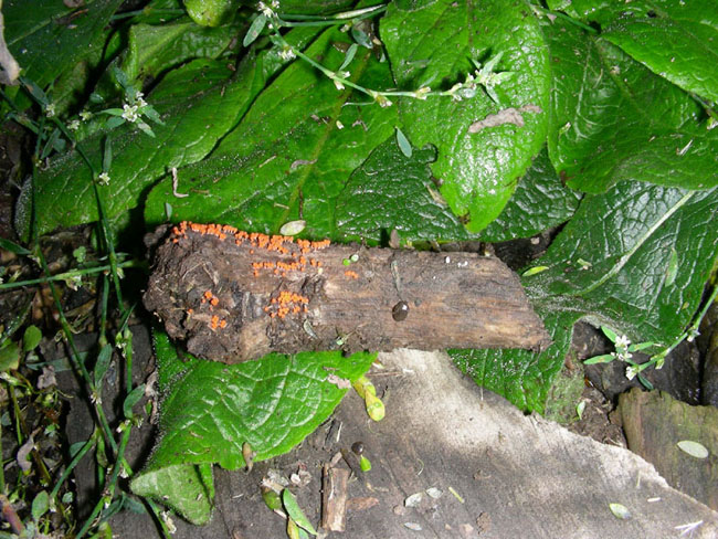  Nectria?fotog.21.10.08.