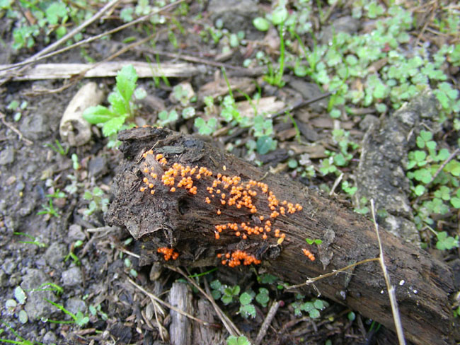  Nectria?fotog.21.10.08.