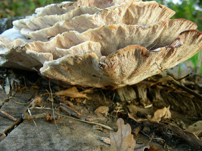 Da determinare fotog.24.10.08. (Abortiporus biennis)