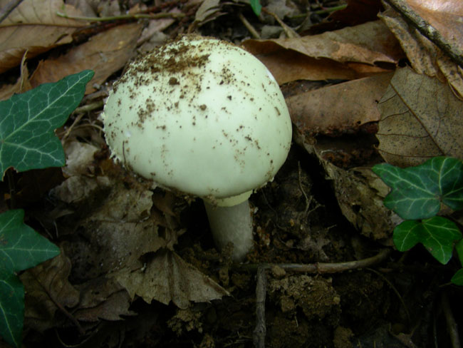 Amanita citrina.