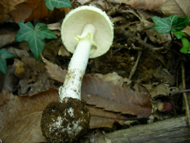 Amanita citrina.